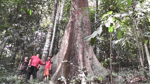 ต้นทุเรียนยักษ์