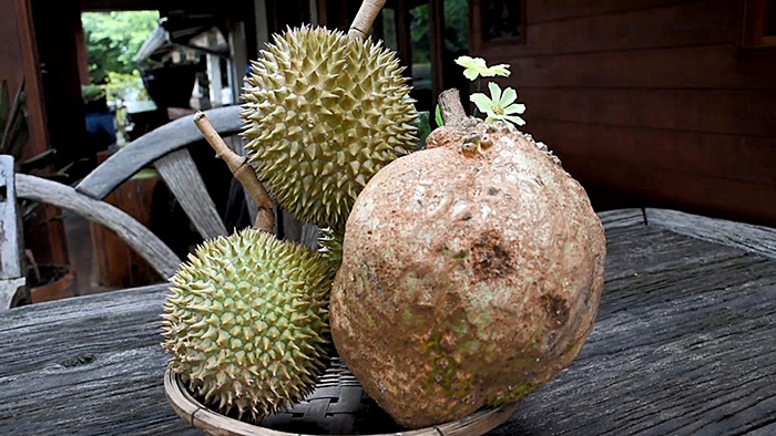 ทุเรียนไร้หนาม