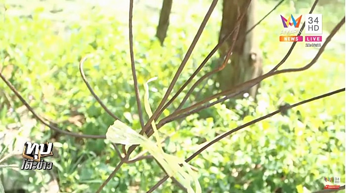 โจรขโมยมะนาว