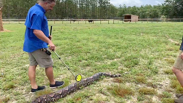 งูเหลือม