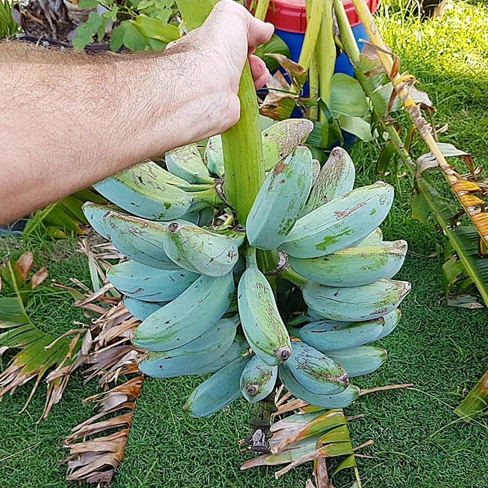 กล้วยแปลก