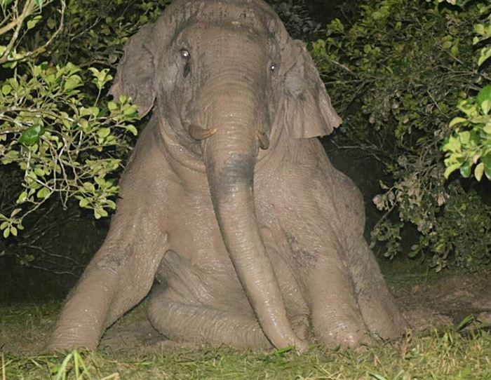 ช้างป่า