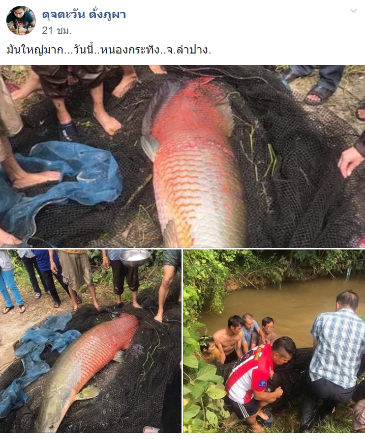 ปลาช่อนอเมซอน 