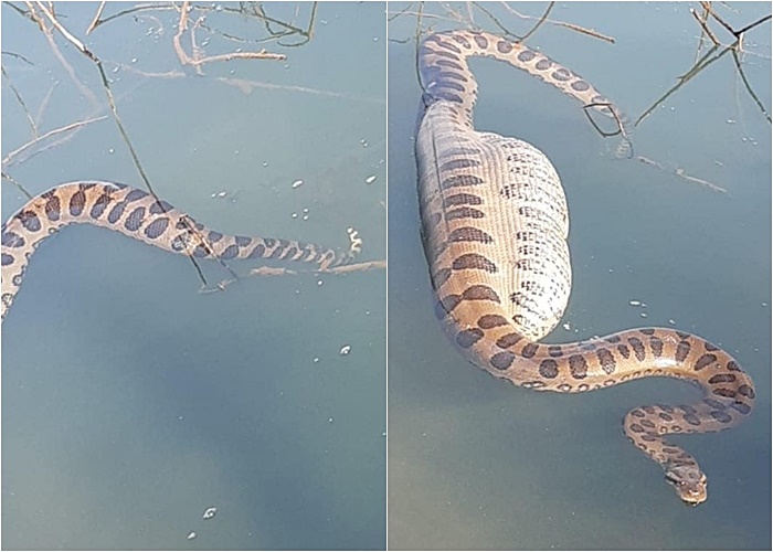 อนาคอนด้า