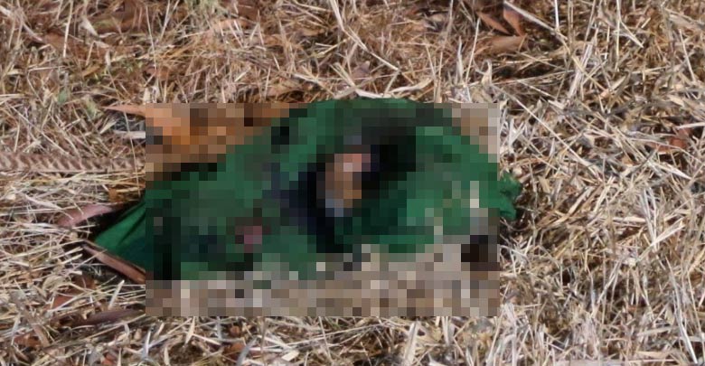 สุนัขรุมแทะชิ้นส่วนทารก