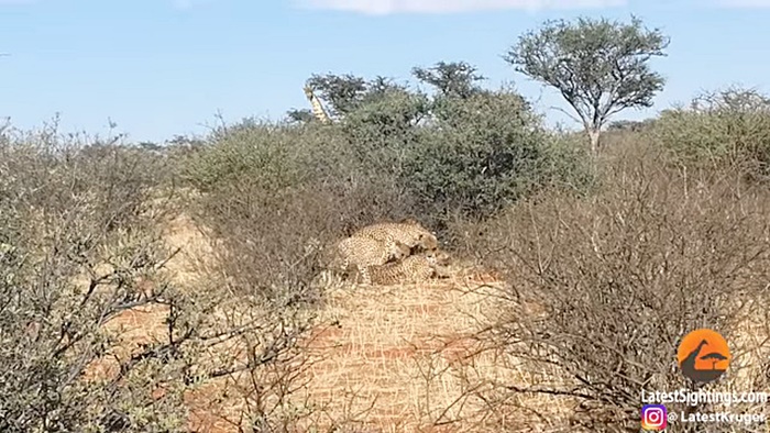 เสือชีตาร์