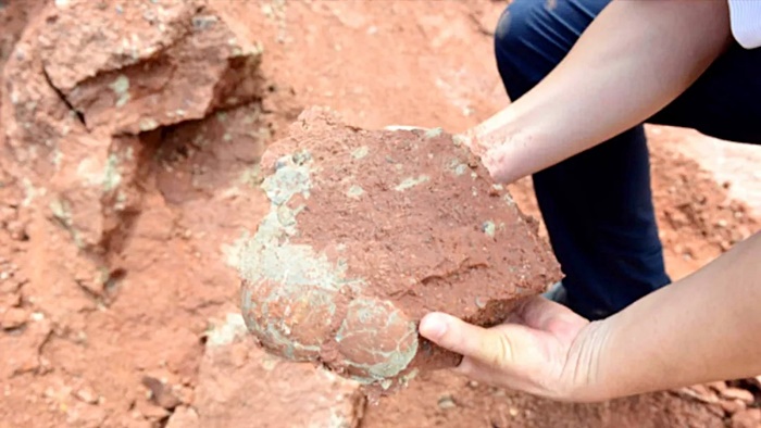 ไข่ไดโนเสาร์