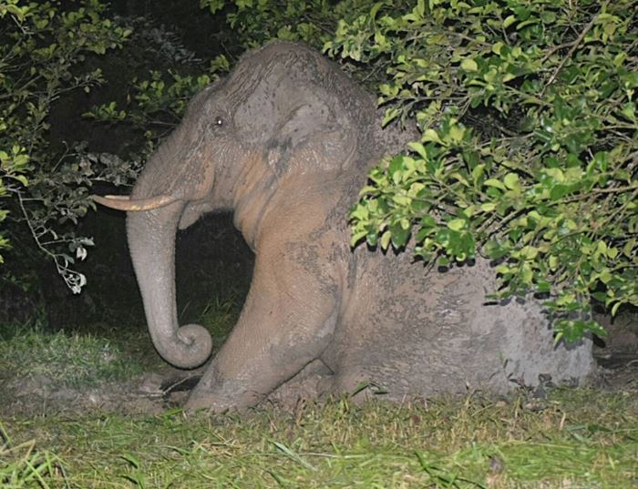 ช้างป่า