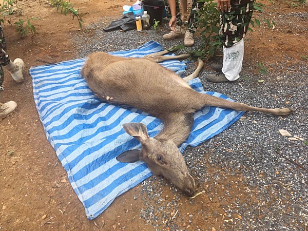 กวางตาย