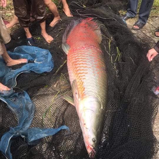 ปลาช่อนอเมซอน 