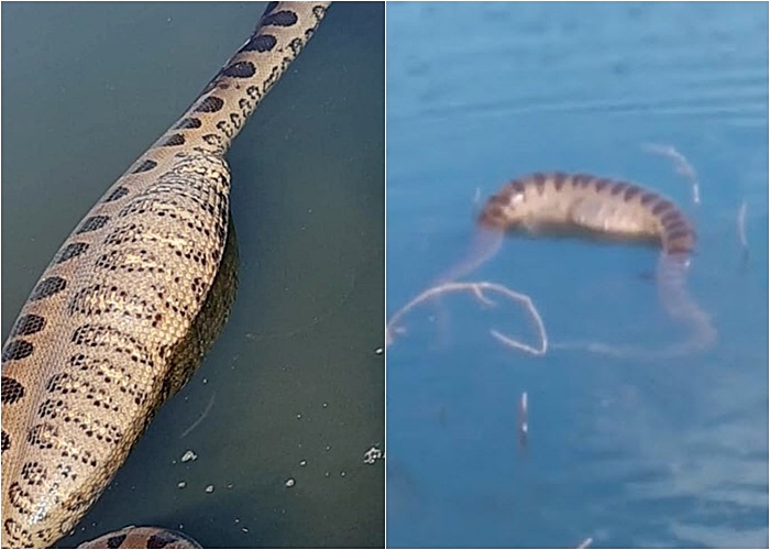 อนาคอนด้า