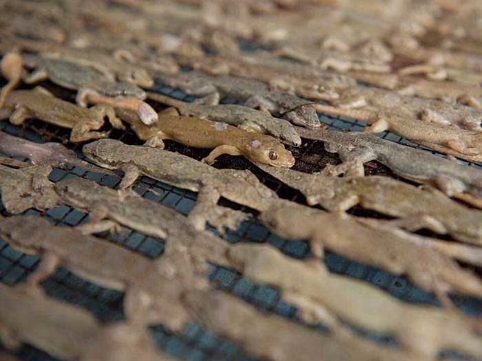 ข้าวหน้าจิ้งจกย่าง