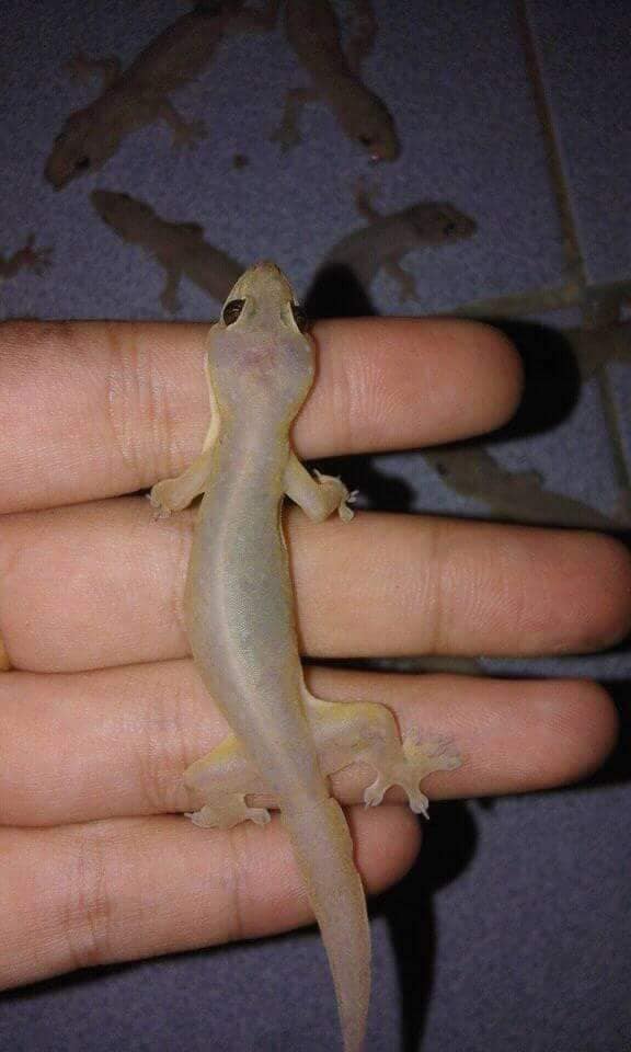 ข้าวหน้าจิ้งจกย่าง