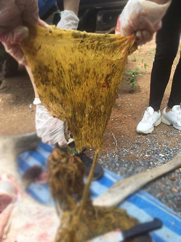 กวางตาย