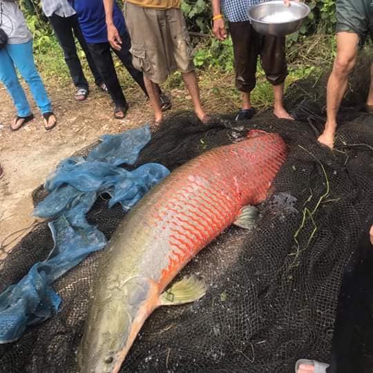 ปลาช่อนอเมซอน 