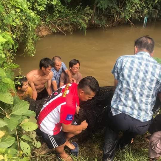 ปลาช่อนอเมซอน 