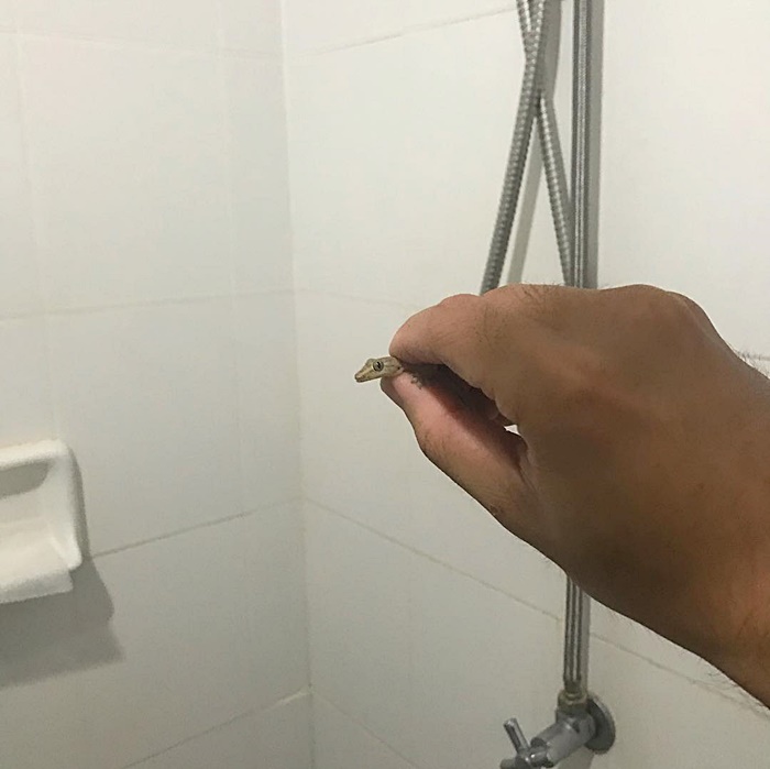 รับจ้าง จับจิ้งจก-แมลงสาบ