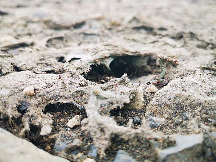 ภัยแล้ง