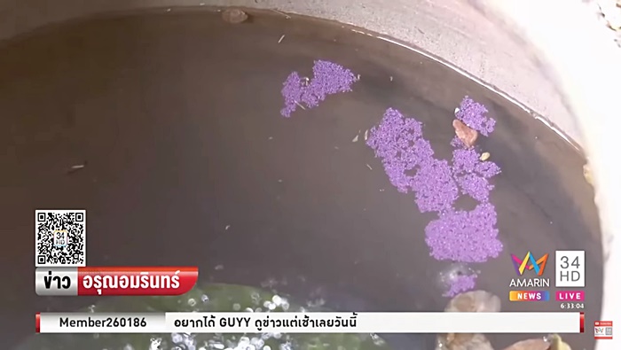 วางยาฆ่าแมลง