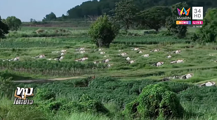 นั่งขัดสมาธิตาย 