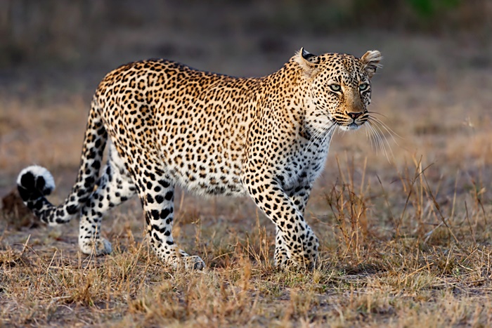 เสือดาว