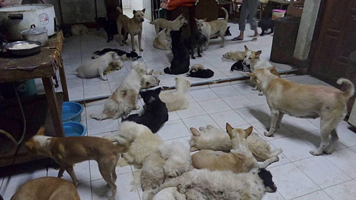 ช่วยหมา