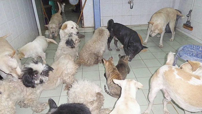 ช่วยหมา