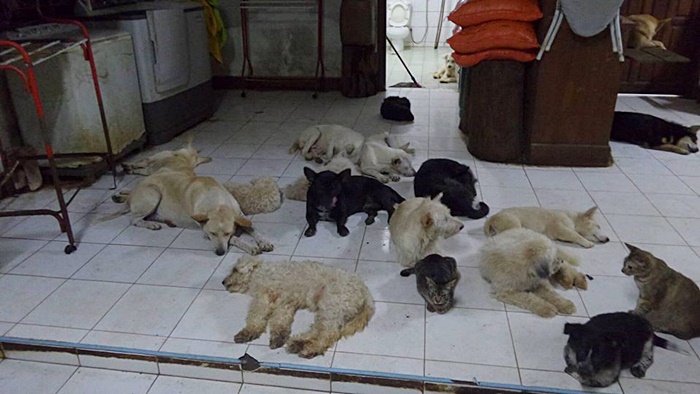 ช่วยหมา