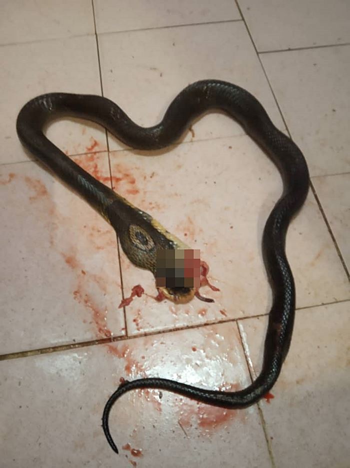 ตีงู