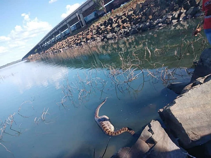 อนาคอนด้า