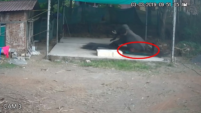 ช้างทับคนตาย