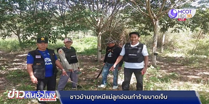 ระวังหมี 