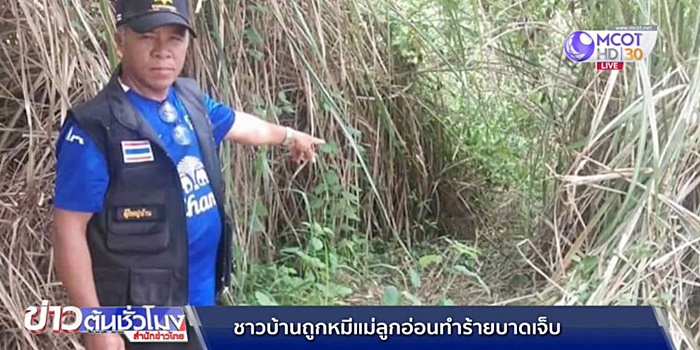 ระวังหมี 