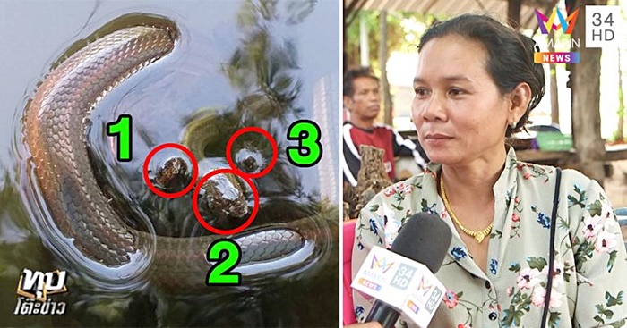 พญานาค