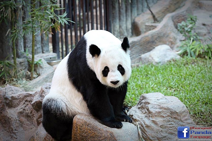 แพนด้า