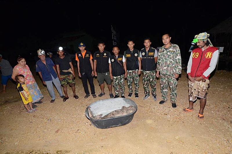 พะยูนตาย