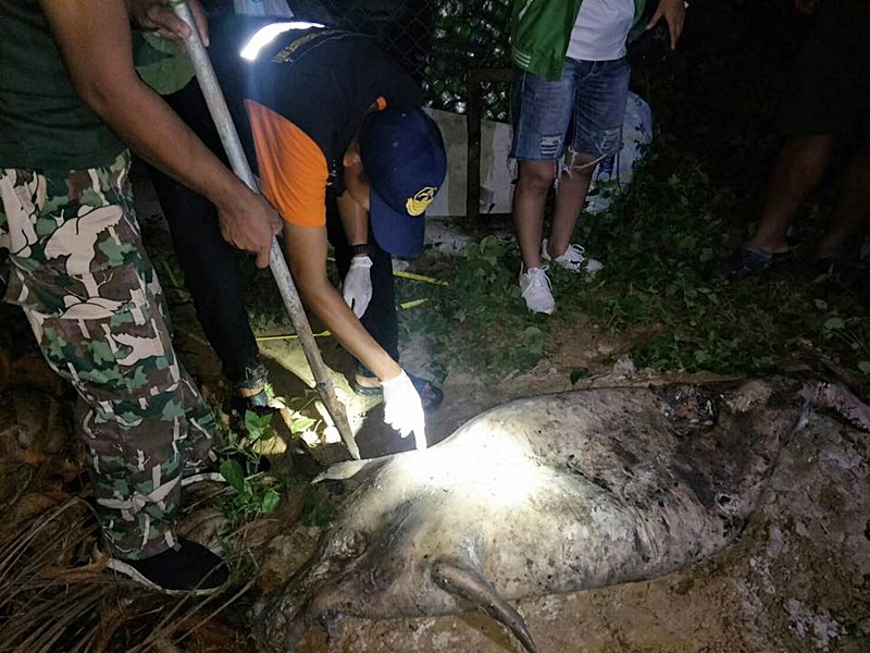 พะยูนตาย