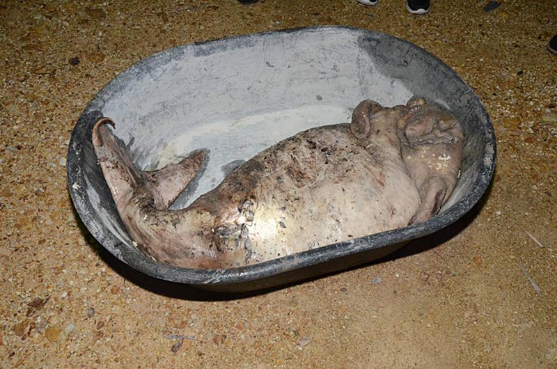 พะยูนตาย