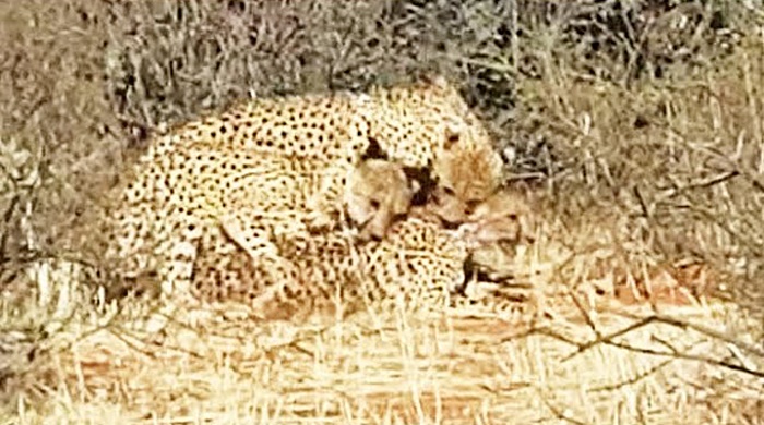 เสือชีตาร์