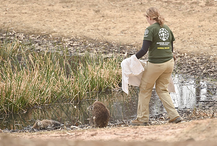 ไฟป่าออสเตรเลีย