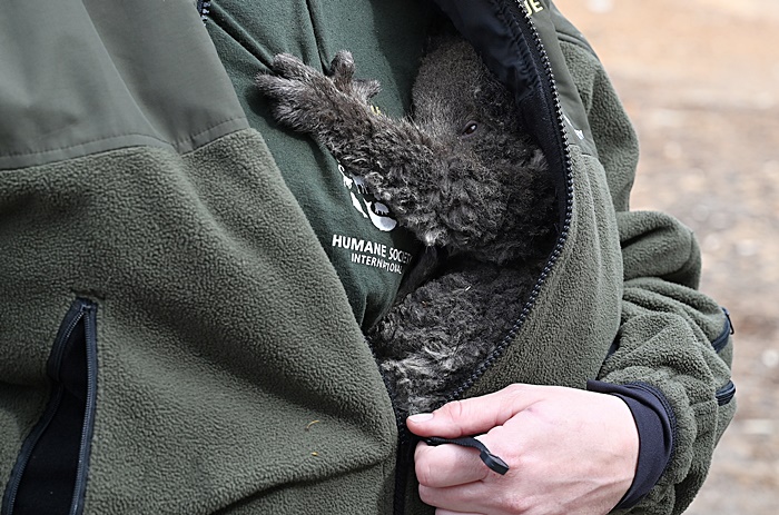 ไฟป่าออสเตรเลีย