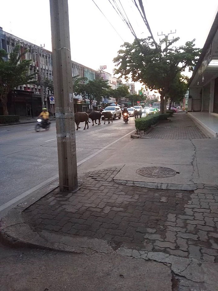 คลิปน้องควาย 6 ตัว