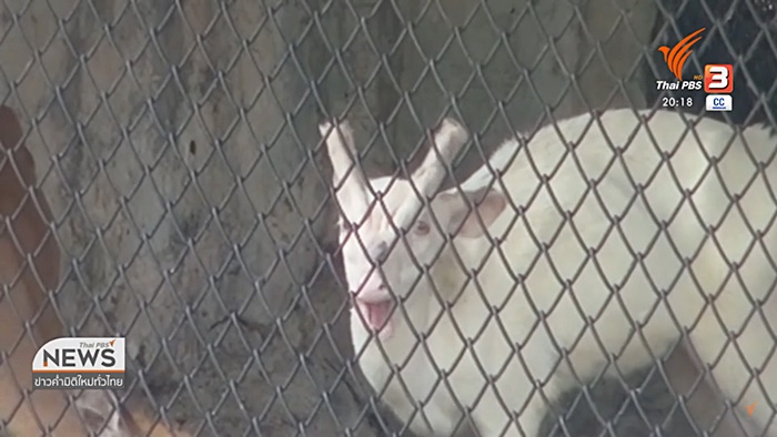 ยิง ผอ.องค์การสวนสัตว์ เสียชีวิต