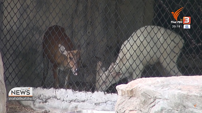 ยิง ผอ.องค์การสวนสัตว์ เสียชีวิต