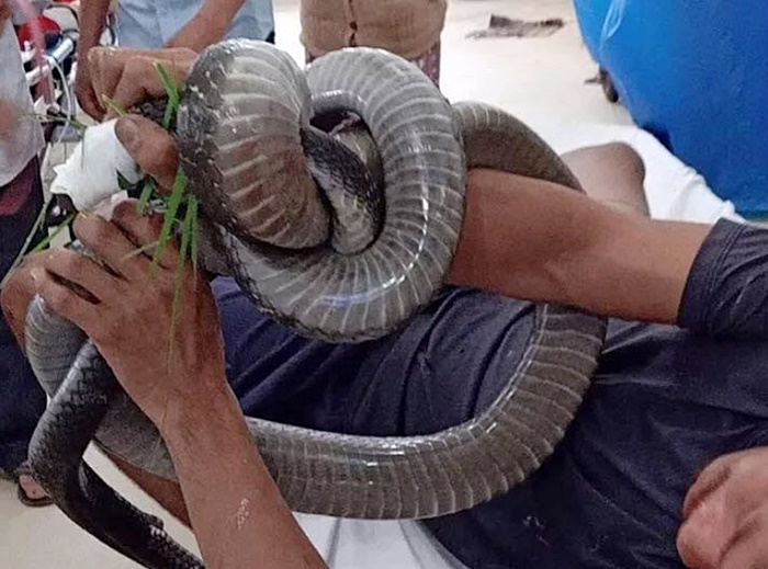 งูจงอาง