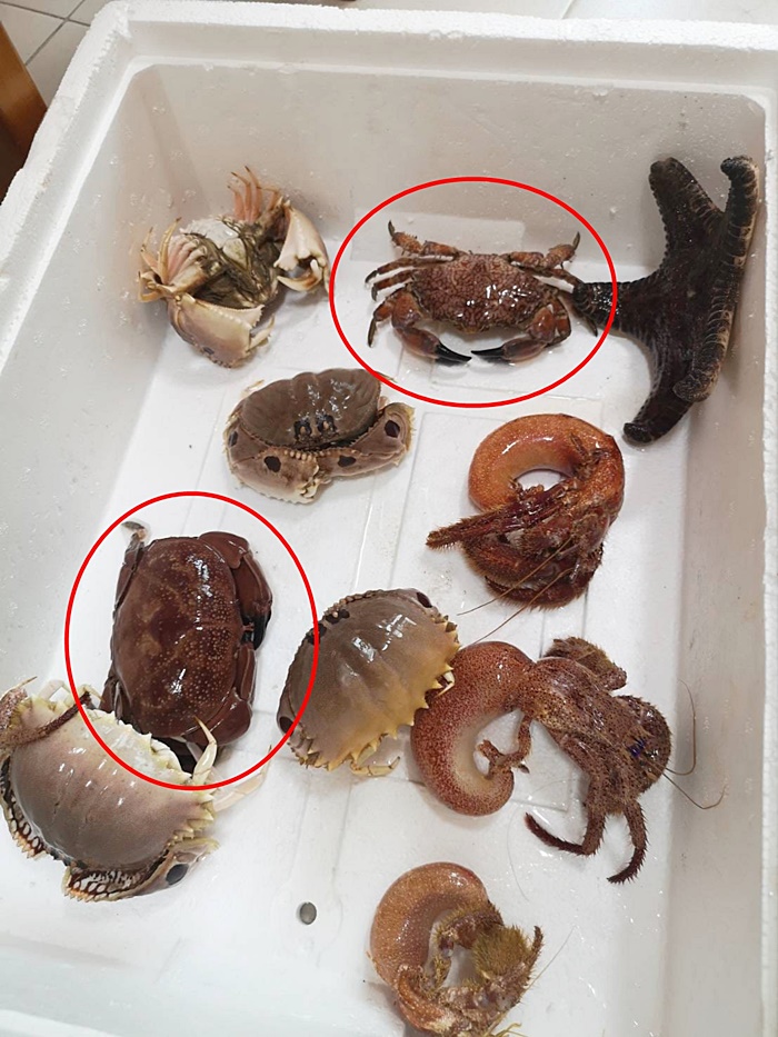 ปูมีพิษ