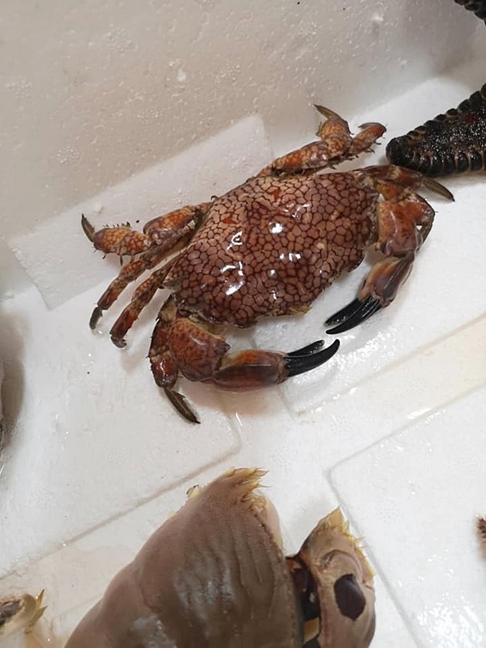 ปูมีพิษ