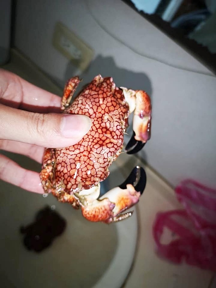 ปูมีพิษ