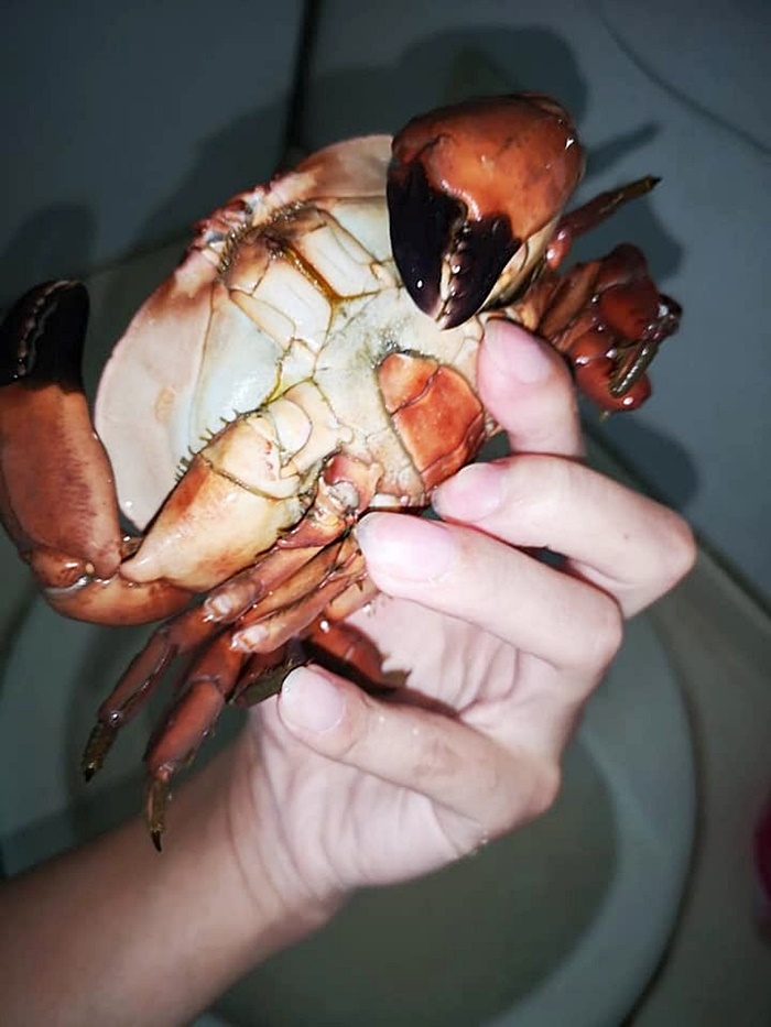 ปูมีพิษ