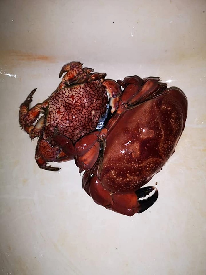 ปูมีพิษ